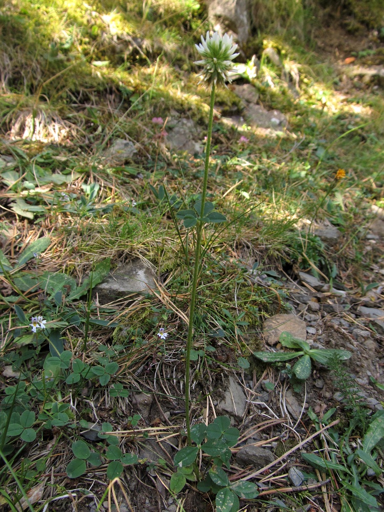 Изображение особи род Trifolium.