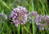 Allium senescens subspecies glaucum. Соцветия. Хакасия, степь в районе Салбыкского кургана. 20.08.2005.