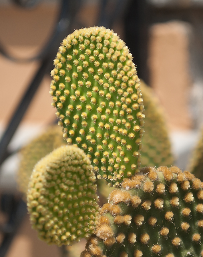 Image of Opuntia microdasys specimen.