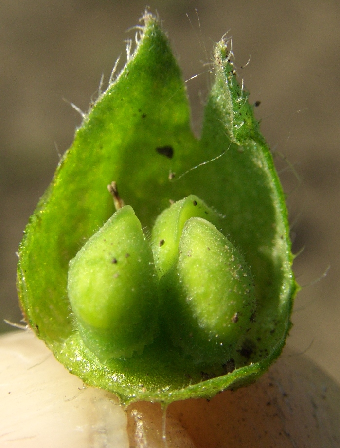 Image of Nonea rossica specimen.