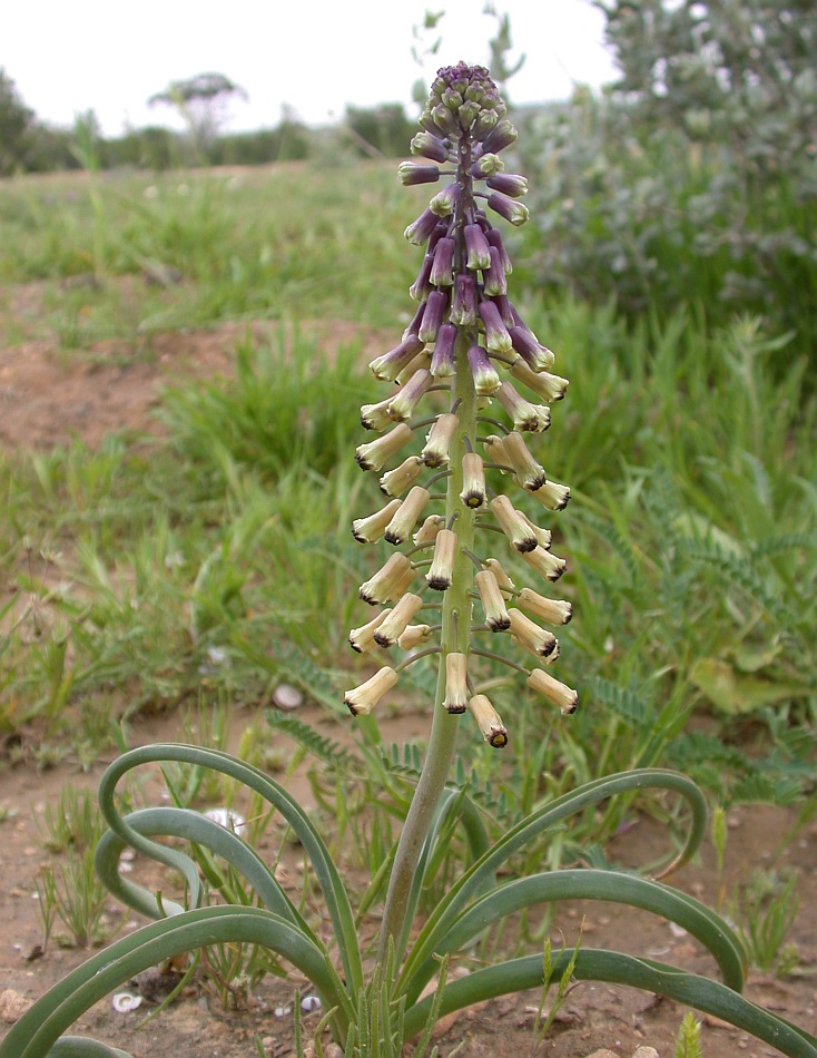 Изображение особи Leopoldia longipes.