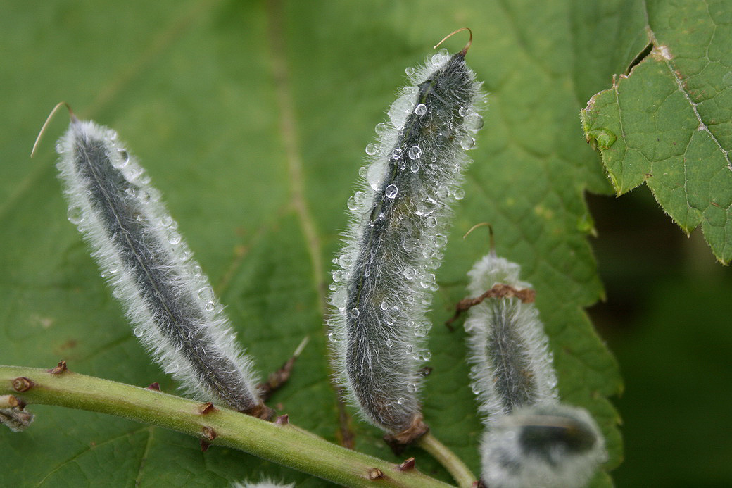 Image of Lupinus &times; regalis specimen.