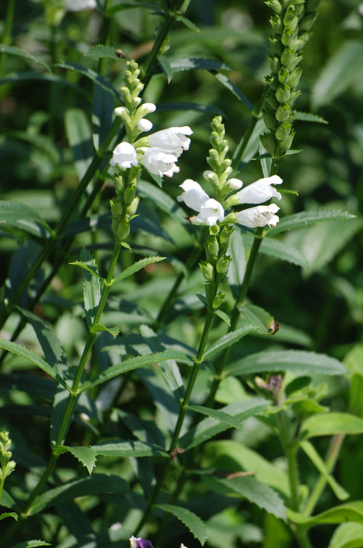 Image of Physostegia virginiana specimen.