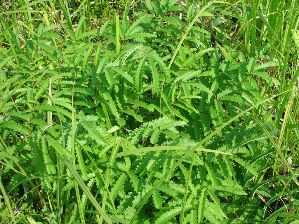 Image of Sanguisorba parviflora specimen.