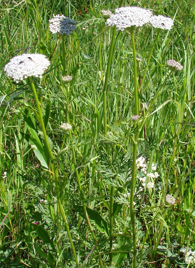 Image of genus Seseli specimen.