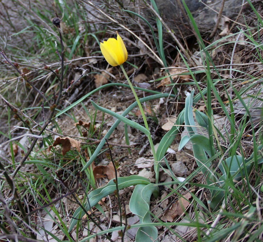 Image of Tulipa suaveolens specimen.