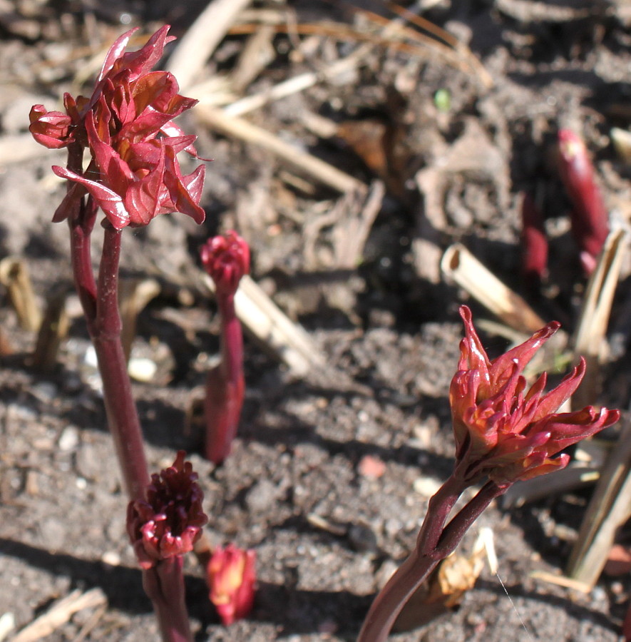 Image of Paeonia lactiflora specimen.