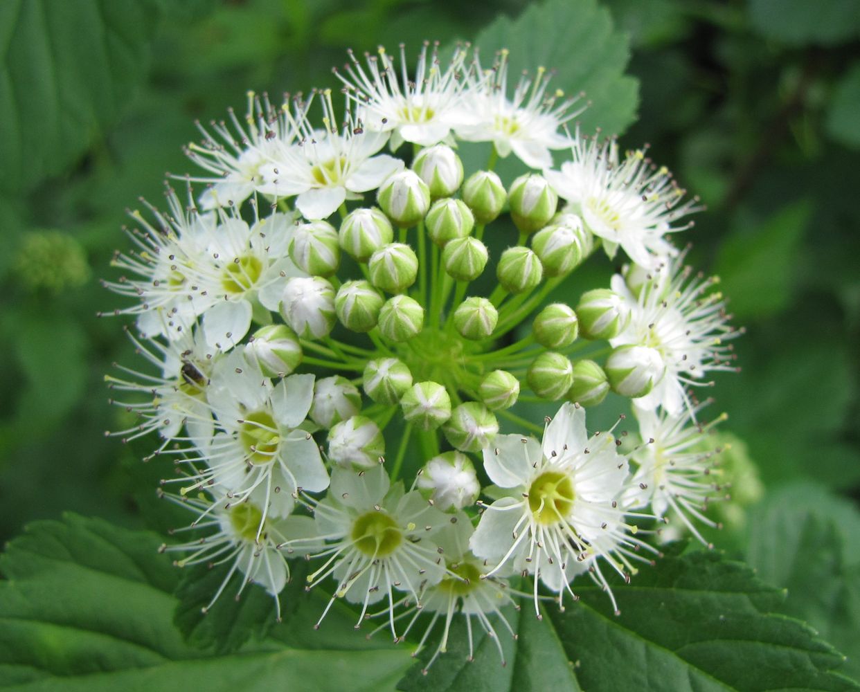 Image of Physocarpus opulifolius specimen.