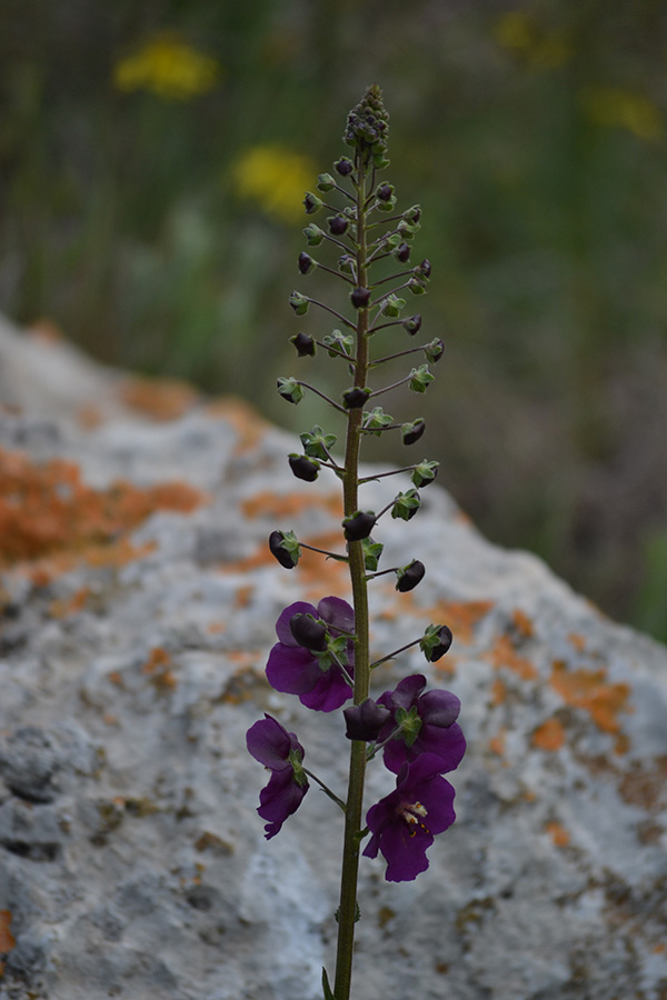 Изображение особи Verbascum phoeniceum.