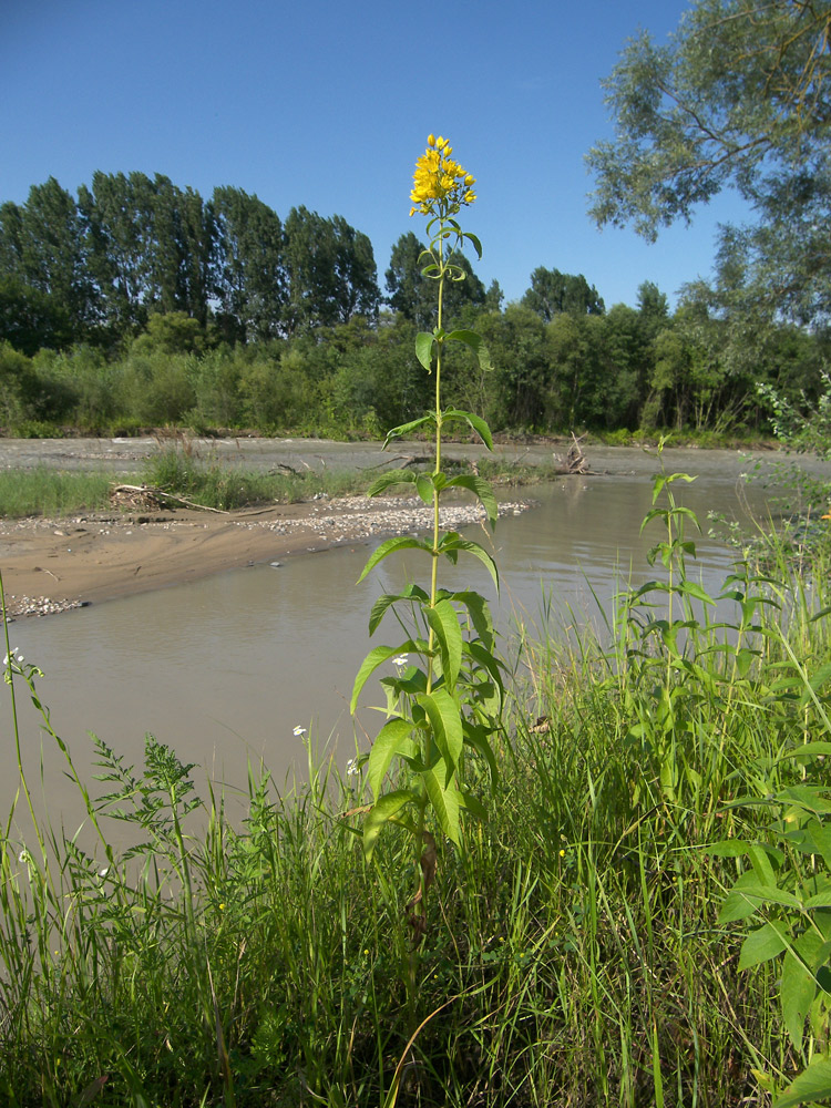 Изображение особи Lysimachia vulgaris.