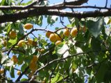 Armeniaca vulgaris. Ветвь со зрелыми плодами. г. Луганск. Средина июля.