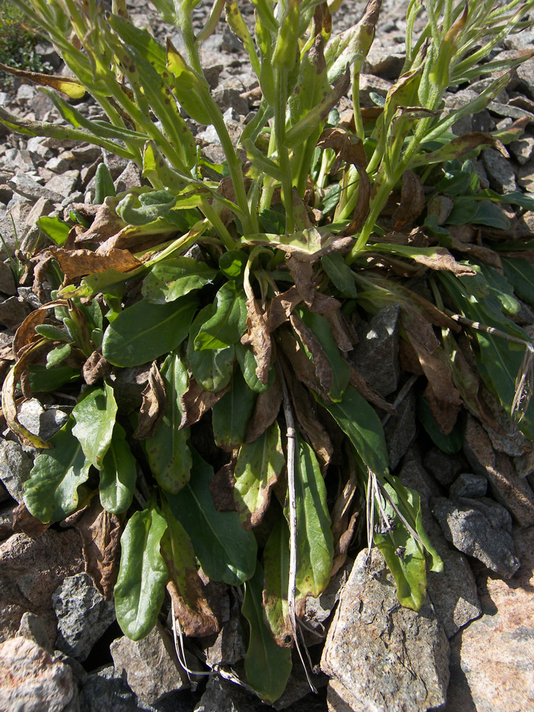 Image of Tephroseris karjaginii specimen.