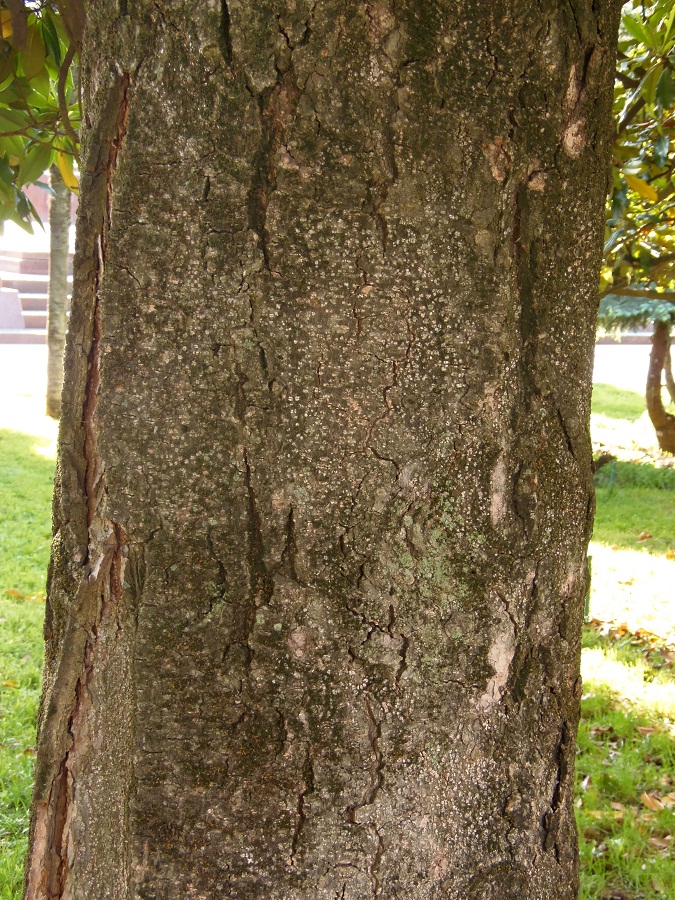 Image of Magnolia grandiflora specimen.