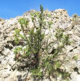 Platycladus orientalis. Растение в скале. Крым, окрестности Карадагского заповедника, Бешташская долина. 29 мая 2013 г.