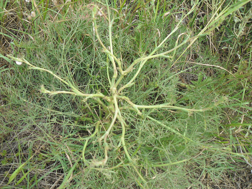 Image of Seseli arenarium specimen.