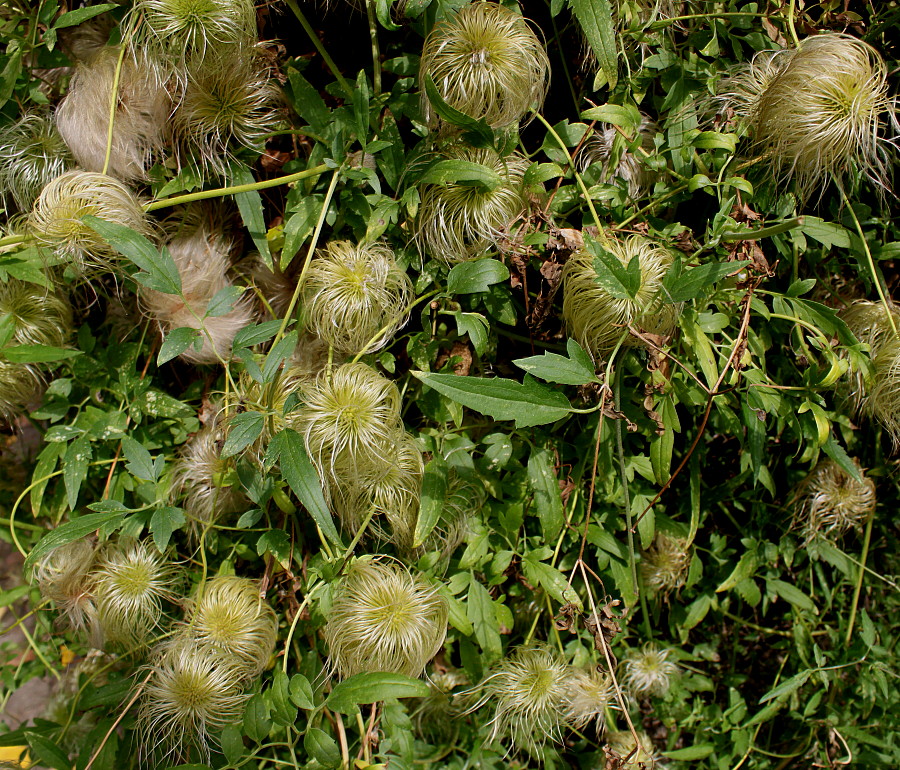 Image of Clematis tangutica specimen.