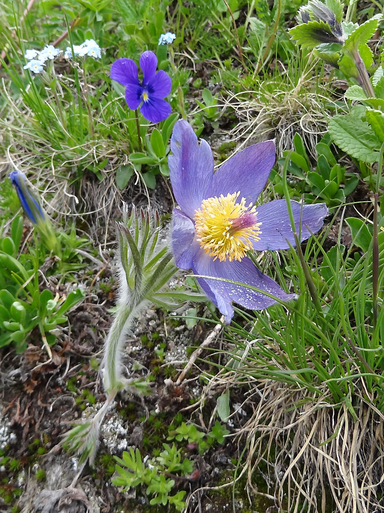 Image of Pulsatilla patens specimen.