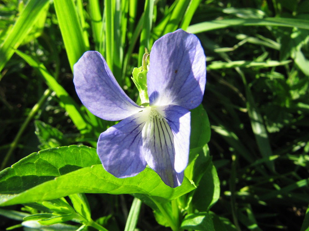 Image of Viola canina specimen.