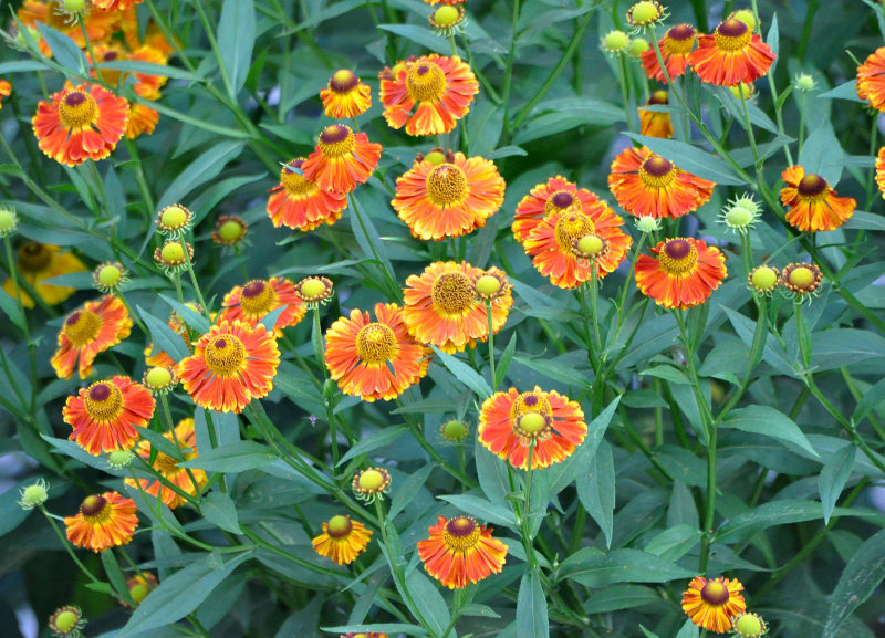 Image of Helenium autumnale specimen.