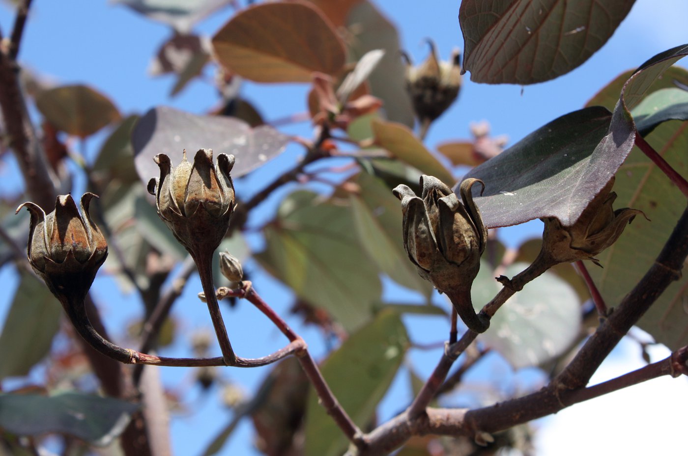 Image of Hibiscus tiliaceus specimen.