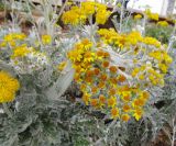 Смотреть изображение Senecio cineraria