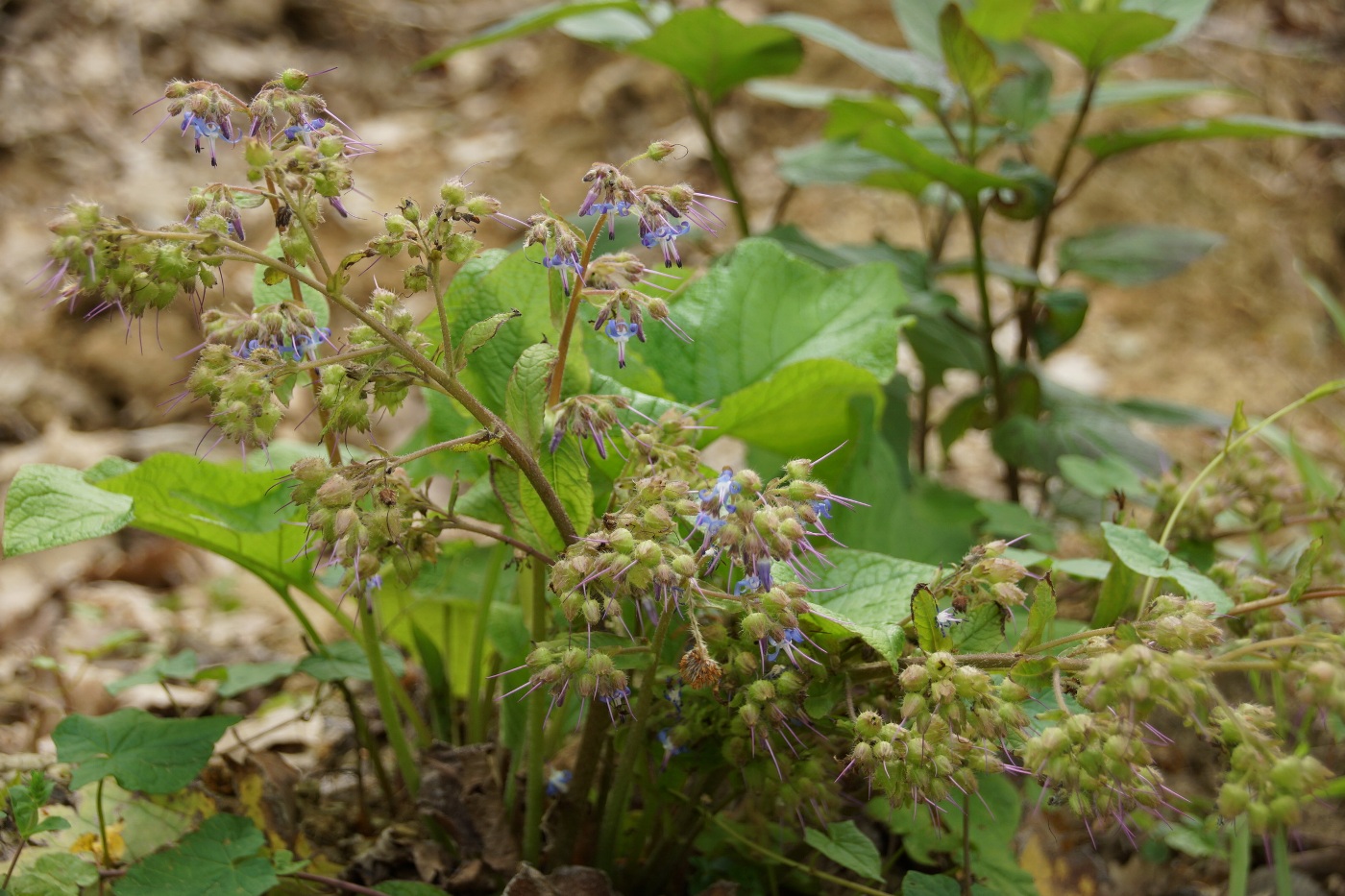 Изображение особи Trachystemon orientalis.