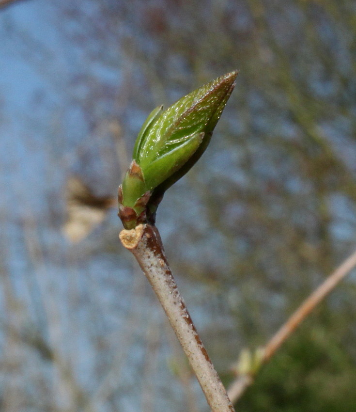 Изображение особи Chimonanthus praecox.