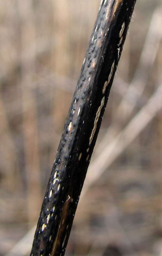 Image of Urtica dioica specimen.