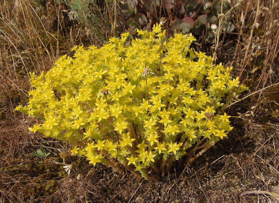 Image of Sedum acre specimen.