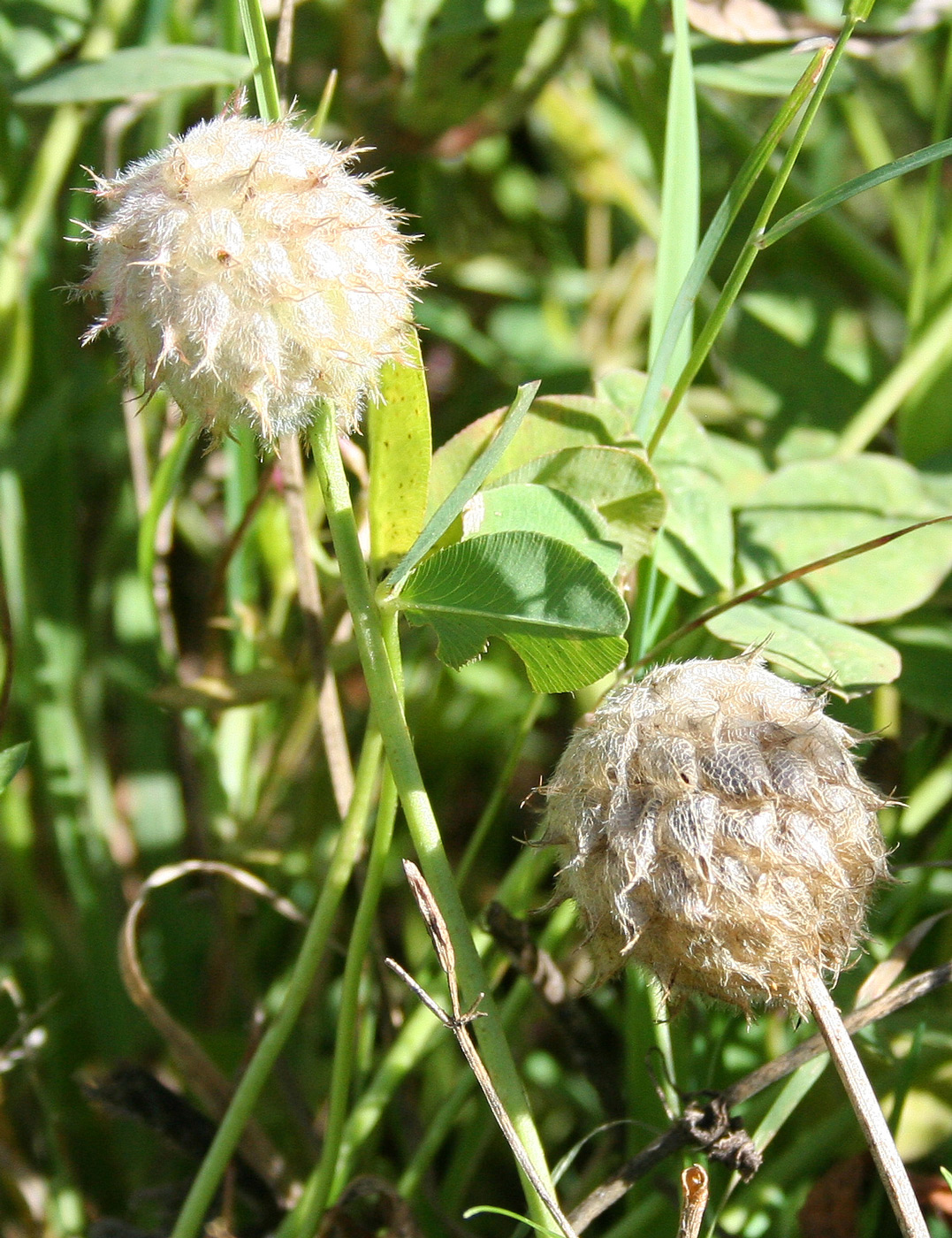 Image of Trifolium fragiferum specimen.