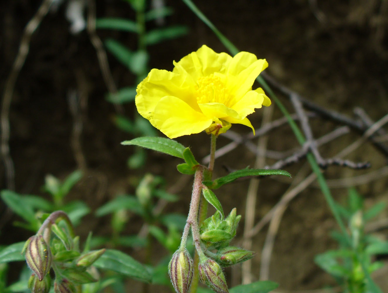 Изображение особи род Helianthemum.