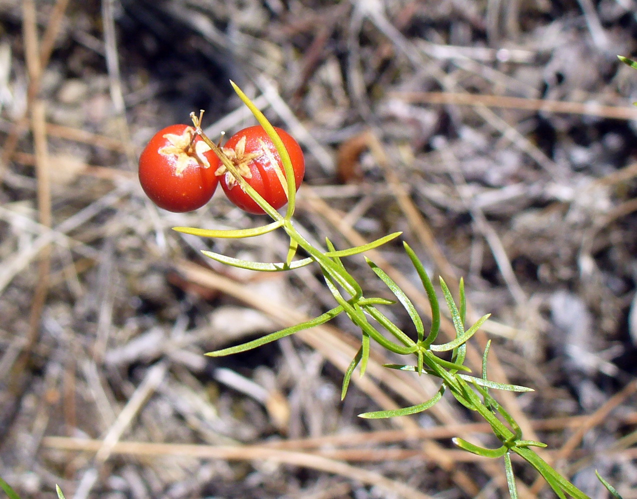 Image of Asparagus verticillatus specimen.