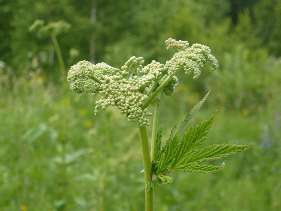 Изображение особи Filipendula stepposa.