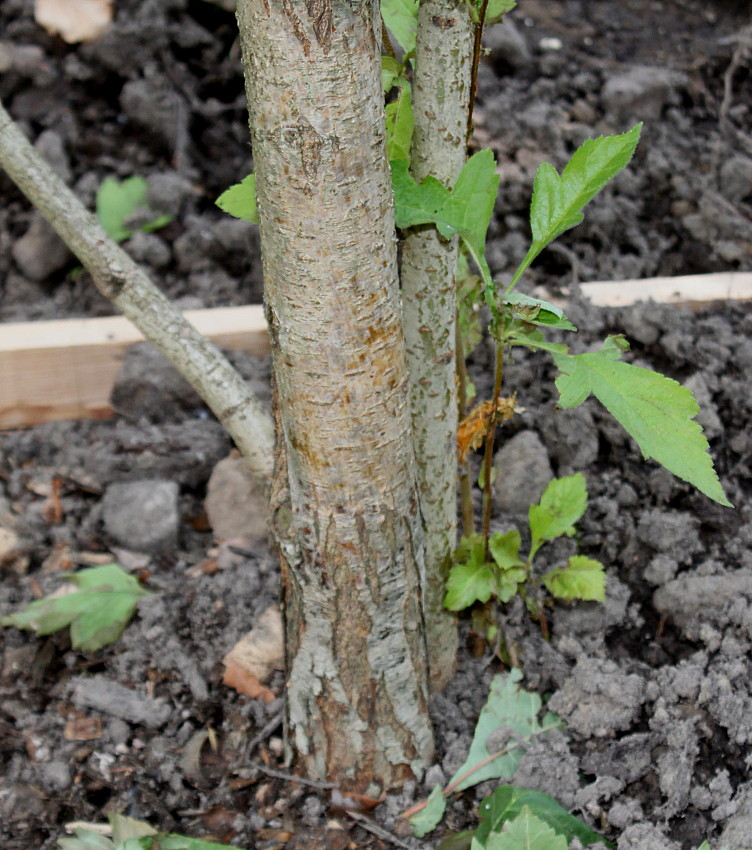 Image of Crataegus maximowiczii specimen.