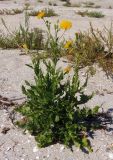 Sonchus arvensis subspecies uliginosus. Цветущее растение. Украина, Запорожская обл., Бердянский р-н, г. Бердянск, Бердянская коса, прибрежная зона. 03.08.2014.