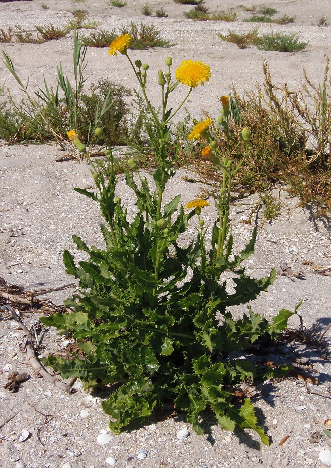 Image of Sonchus arvensis ssp. uliginosus specimen.