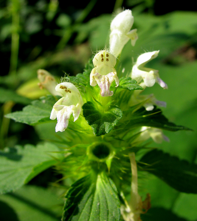 Изображение особи Galeopsis bifida.