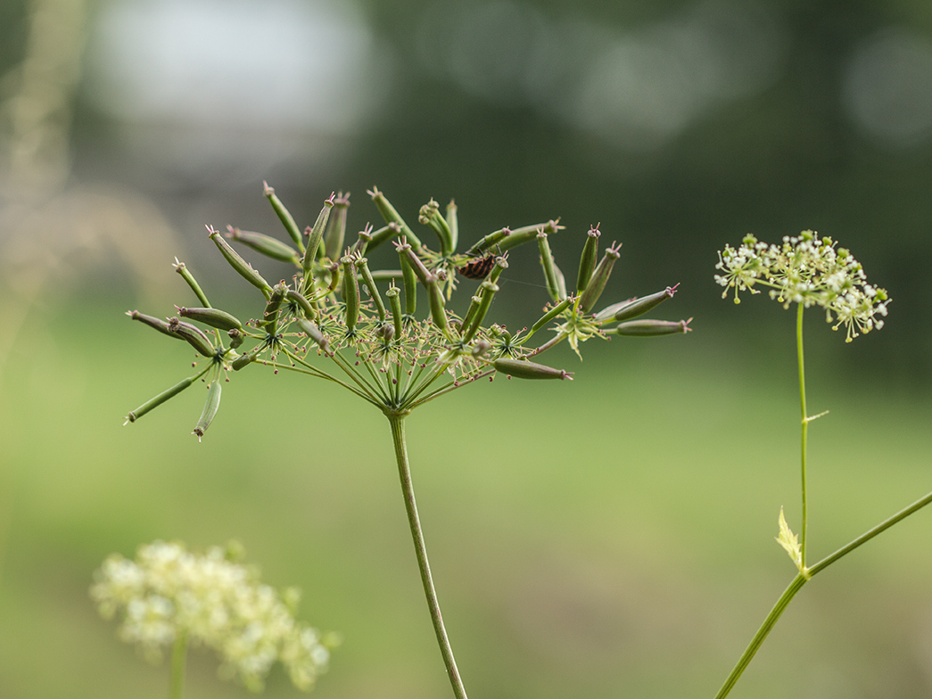 Изображение особи род Chaerophyllum.