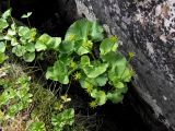 Caltha palustris. Плодоносящее растение во впадине у валуна. Кольский п-ов, Восточный Мурман, Дальние Зеленцы, северный склон седловины Аварийного мыса. 24.07.2009.