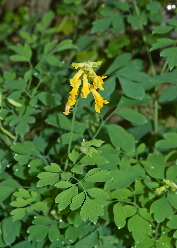 Image of Pseudo-fumaria lutea specimen.