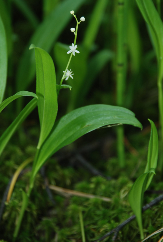 Image of Smilacina trifolia specimen.