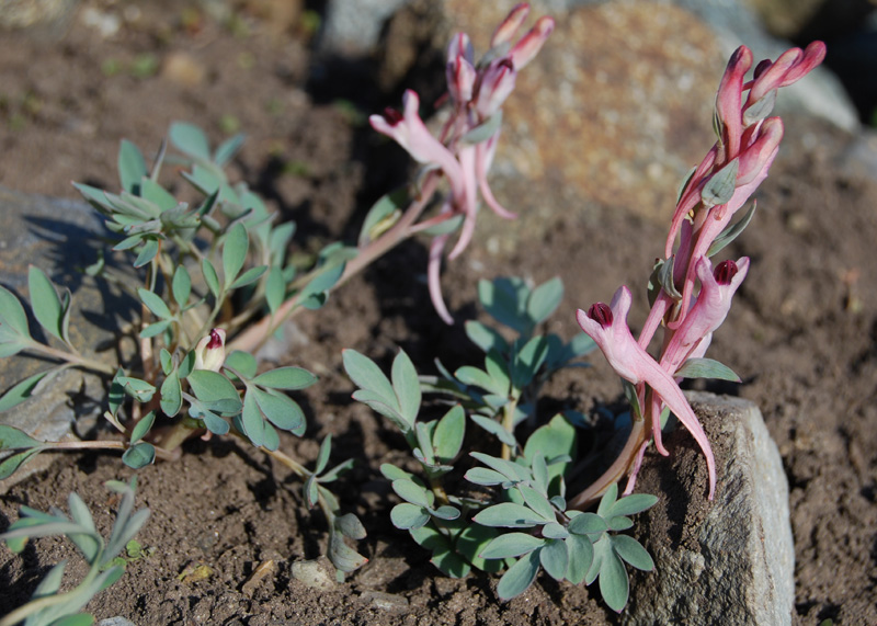 Изображение особи Corydalis schanginii.