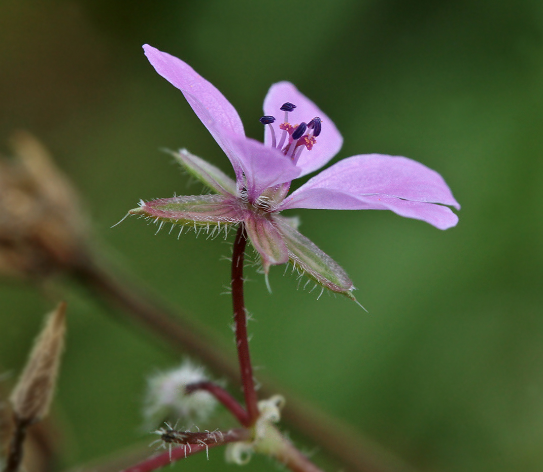 Image of Erodium cicutarium specimen.