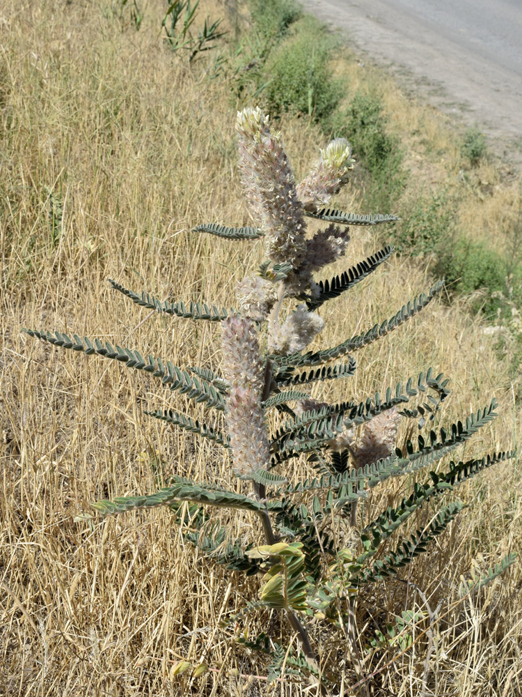 Image of Astragalus alopecias specimen.