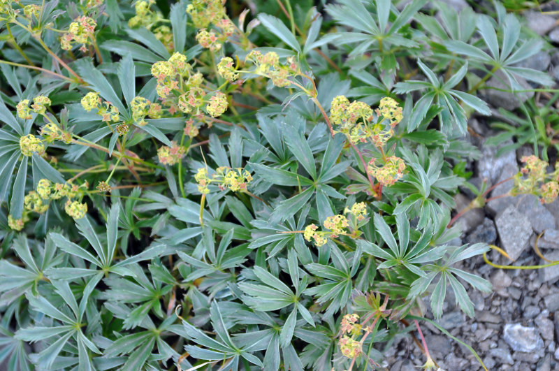 Изображение особи Alchemilla sericea.