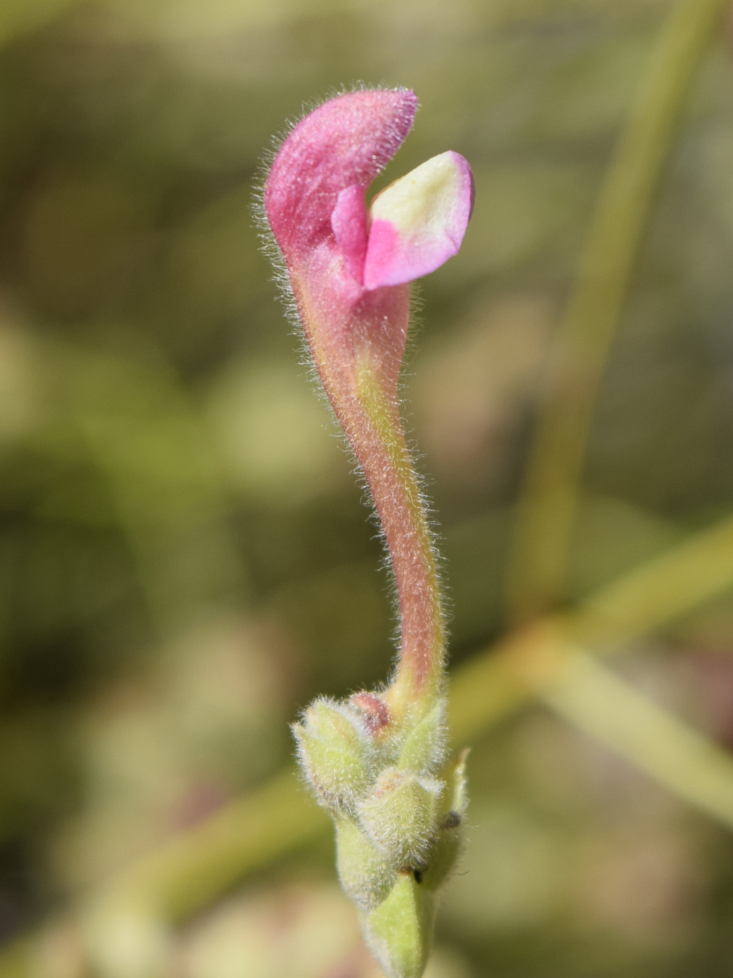 Image of Scutellaria ramosissima specimen.