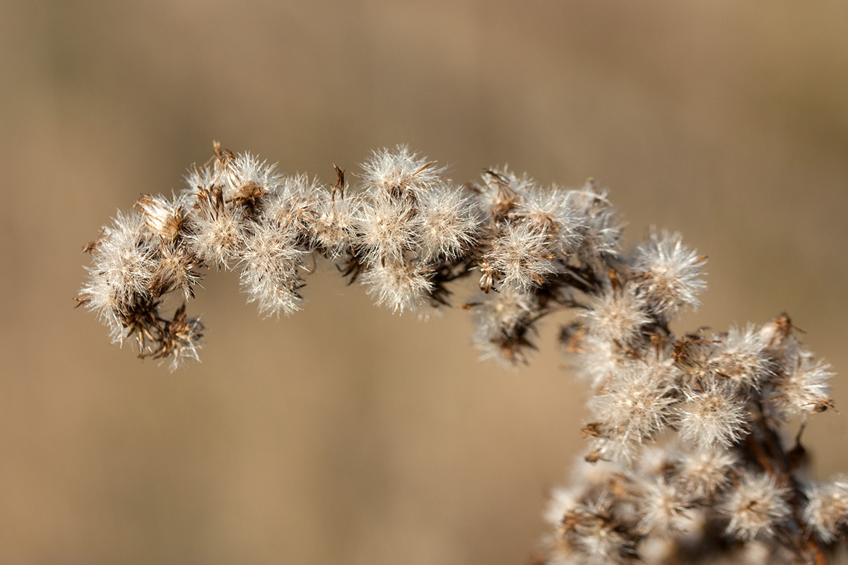 Image of Solidago canadensis specimen.