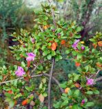 Rhododendron ledebourii