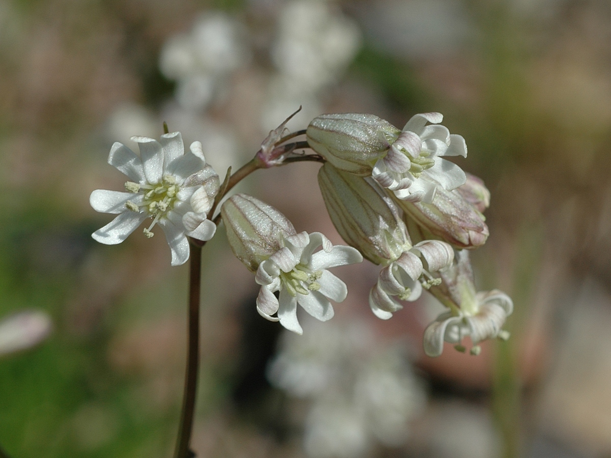 Image of Silene graminifolia specimen.