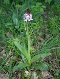 Orchis purpurea. Цветущее растение. Крым, Бахчисарайский р-н, на юго-запад от с. Красный Мак, пещерный город. 23 апреля 2008 г.